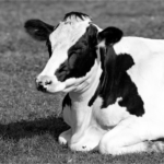 The Raw Milk Debate: Unveiling the Potential Benefits and Risks