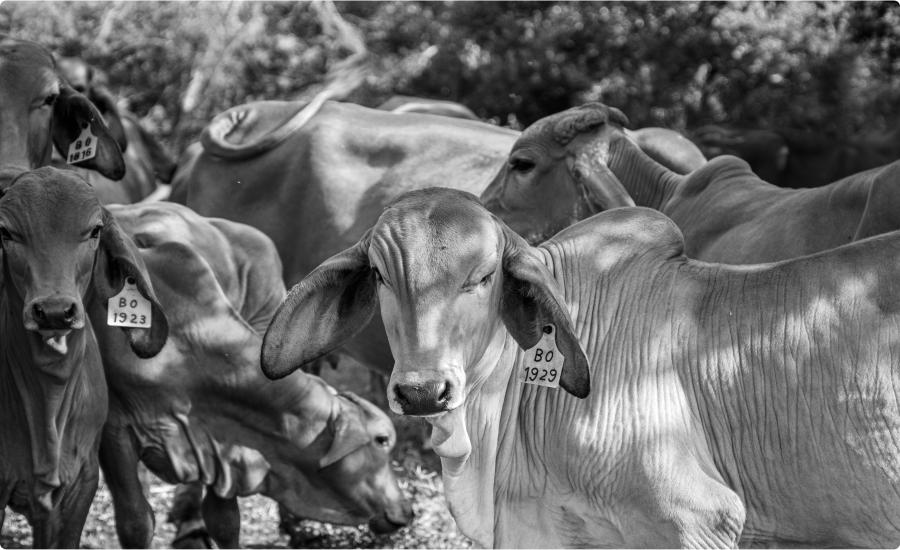 Don’t let the rain spoil your milk: A consumer’s guide to quality in the monsoon season